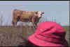 cow.JPG (17764 bytes)