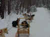 dogsledding.jpg (76569 bytes)