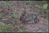 rabbit.JPG (9926 bytes)