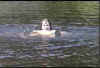 swimming.JPG (7411 bytes)